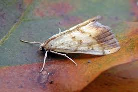 Attēlu rezultāti vaicājumam “Evergestis extimalis”