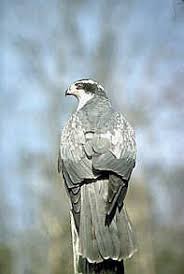 Image result for Goshawks G C
