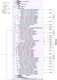 Attēlu rezultāti vaicājumam “Diderma chondrioderma sessile”