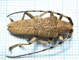 Attēlu rezultāti vaicājumam “Saperda carcharias”