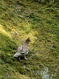 Attēlu rezultāti vaicājumam “Tetrastes bonasia eggs”