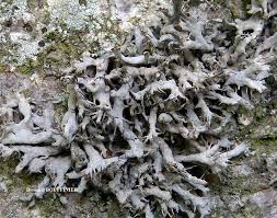 Attēlu rezultāti vaicājumam “Anaptychia ciliaris”