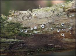 Attēlu rezultāti vaicājumam “Stictis”