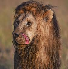 Attēlu rezultāti vaicājumam “Liocola lugubris”