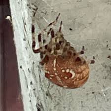 Attēlu rezultāti vaicājumam “Araneus diadematus eggs”