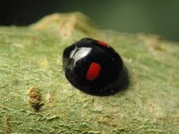 Attēlu rezultāti vaicājumam “Chilocorus renipustulatus”