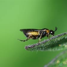 Attēlu rezultāti vaicājumam “Argidae”