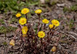 Attēlu rezultāti vaicājumam “Tussilago farfara flower”