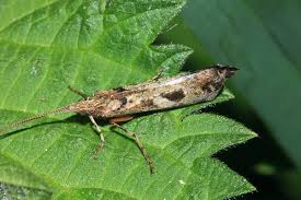 Attēlu rezultāti vaicājumam “Glyphotaelius pellucidus”