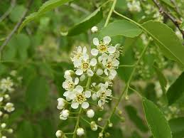 Attēlu rezultāti vaicājumam “Prunus serotina flower”