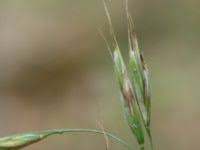 Attēlu rezultāti vaicājumam “Bromopsis benekenii”