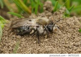 Attēlu rezultāti vaicājumam “Andrena vaga”