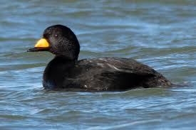 Attēlu rezultāti vaicājumam “Melanitta nigra male”