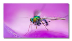 Attēlu rezultāti vaicājumam “Dolichopodidae”