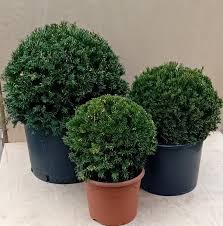 Attēlu rezultāti vaicājumam “Taxus baccata”