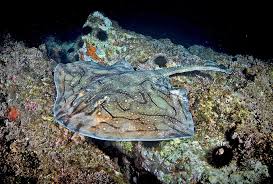Image result for Raja undulata