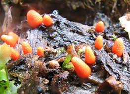 Attēlu rezultāti vaicājumam “Lycogala conicum sessile”