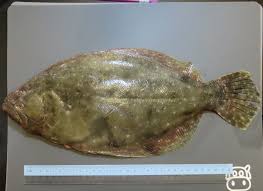 Image result for Paralichthys albigutta