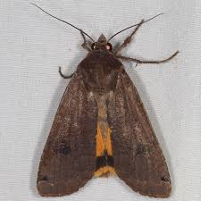 Attēlu rezultāti vaicājumam “Noctua pronuba”