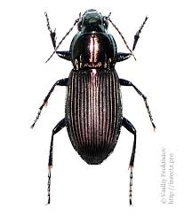 Attēlu rezultāti vaicājumam “Poecilus lepidus”