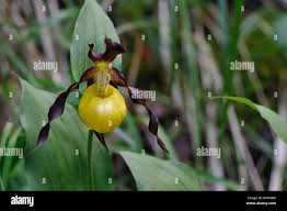 Attēlu rezultāti vaicājumam “Cypripedium calceolus flower”