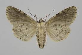 Attēlu rezultāti vaicājumam “Acronicta cuspis”