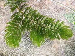 Attēlu rezultāti vaicājumam “Ceratophyllum demersum leaf”