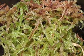 Attēlu rezultāti vaicājumam “Sphagnum magellanicum”