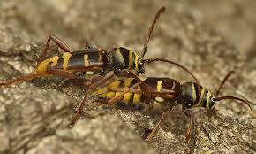 Attēlu rezultāti vaicājumam “Plagionotus detritus”