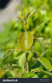 Attēlu rezultāti vaicājumam “Pyrus communis leaf”