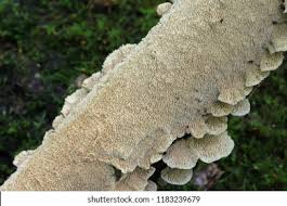 Attēlu rezultāti vaicājumam “Irpex lacteus”