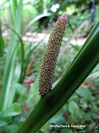 Attēlu rezultāti vaicājumam “Acorus calamus fruit”