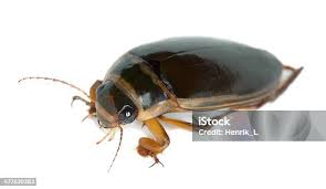 Attēlu rezultāti vaicājumam “Dytiscus marginalis”