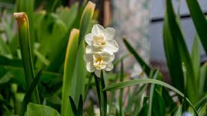 Attēlu rezultāti vaicājumam “Narcissus leaf”