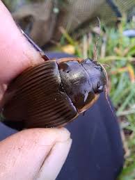 Attēlu rezultāti vaicājumam “Dytiscus dimidiatus”