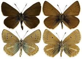 Attēlu rezultāti vaicājumam “Eumedonia eumedon”