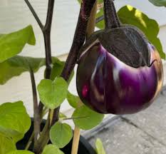 Afbeeldingsresultaat voor melanzana prosperosa eggplant