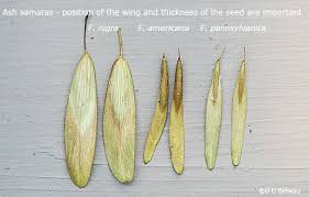 Attēlu rezultāti vaicājumam “Fraxinus pennsylvanica fruit”