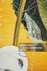 Attēlu rezultāti vaicājumam “Chrysopidae eggs”