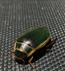 Attēlu rezultāti vaicājumam “Dytiscus marginalis”