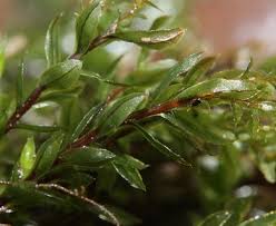 Attēlu rezultāti vaicājumam “Mnium”