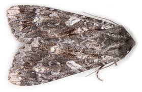 Attēlu rezultāti vaicājumam “Eurois occulta”