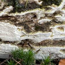 Attēlu rezultāti vaicājumam “Antrodia serialis”