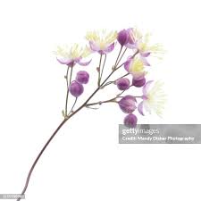 Attēlu rezultāti vaicājumam “Gladiolus imbricatus bud”