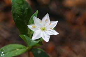 Attēlu rezultāti vaicājumam “Trientalis europaea leaf”