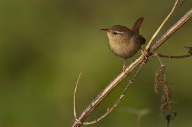 Attēlu rezultāti vaicājumam “Troglodytes troglodytes”
