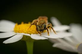 Attēlu rezultāti vaicājumam “Closterotomus biclavatus imago”