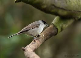 Attēlu rezultāti vaicājumam “Sylvia atricapilla male”