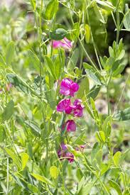 Attēlu rezultāti vaicājumam “Lathyrus tuberosus flower”