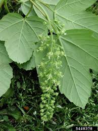 Attēlu rezultāti vaicājumam “Acer pseudoplatanus”